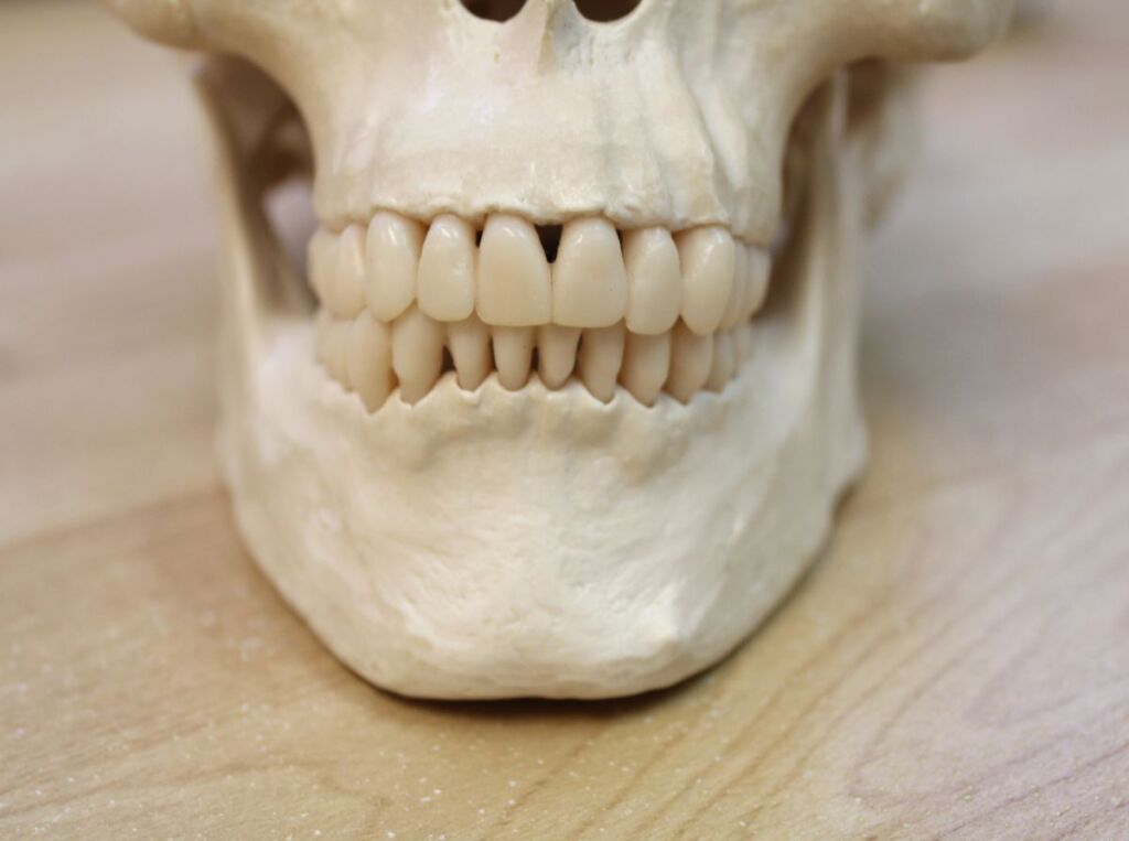 human skull showing teeth alignment at the dentist 2025 01 10 04 15 45 utc